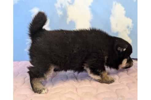 成約済の静岡県の柴犬-360125の3枚目