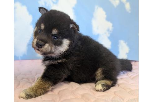 成約済の静岡県の柴犬-360125の2枚目