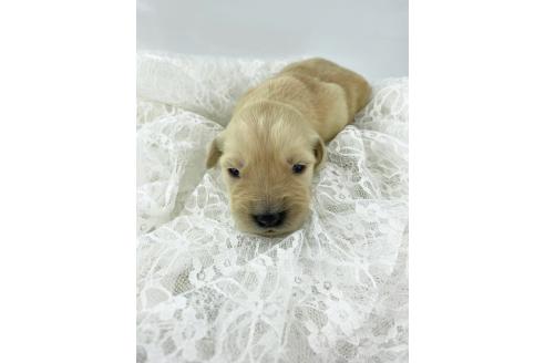 成約済の群馬県のゴールデンレトリーバー-360140の2枚目