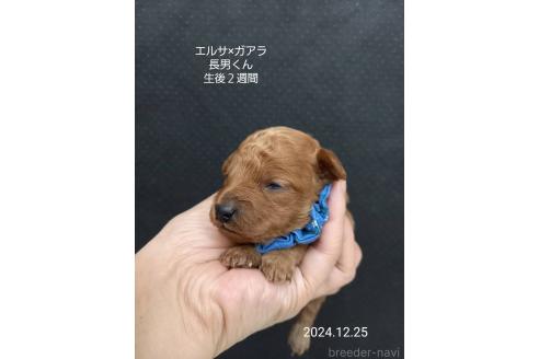成約済の大阪府のタイニープードル-357167の5枚目