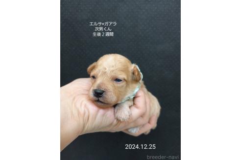成約済の大阪府のタイニープードル-357168の11枚目