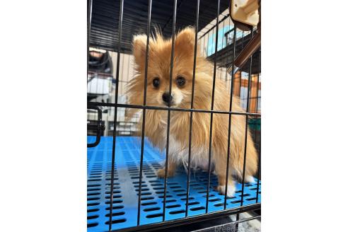 🍊orangeちゃん1枚目