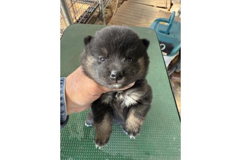 成約済の広島県の柴犬-360213の3枚目