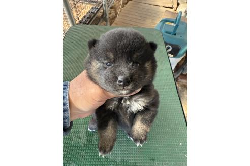 成約済の広島県の柴犬-360213の2枚目