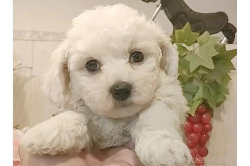 成約済の愛知県のビションフリーゼ-360216の5枚目