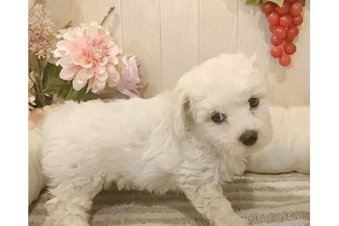 成約済の愛知県のビションフリーゼ-360216の4枚目