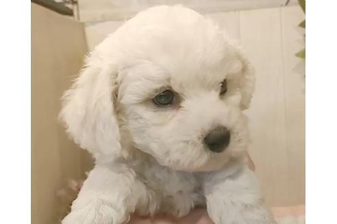 成約済の愛知県のビションフリーゼ-360216の3枚目
