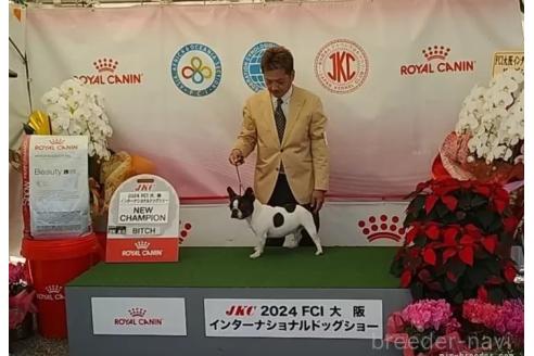 成約済の愛知県のフレンチブルドッグ-360220の8枚目