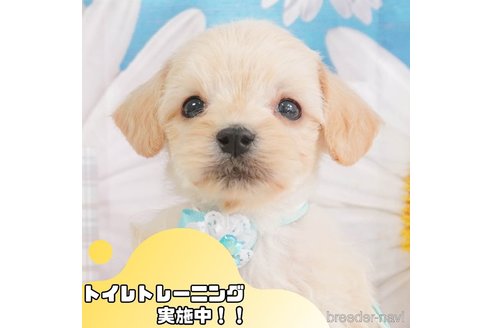 成約済の静岡県のマルプー:マルチーズ×トイプードル-360255の1枚目