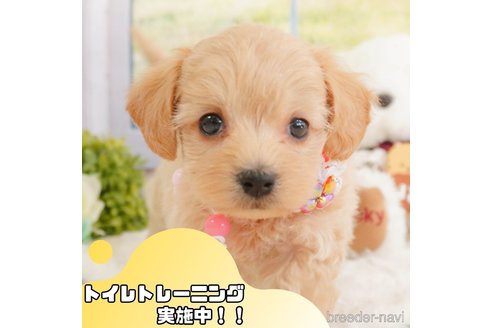 成約済の静岡県のマルプー:マルチーズ×トイプードル-360251の1枚目