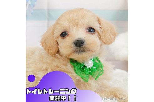 成約済ののマルプー:マルチーズ×トイプードル-360250