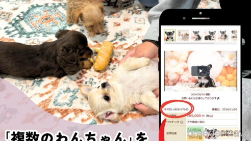 成約済の埼玉県のチワプー:チワワ×トイプードル-360452の3枚目