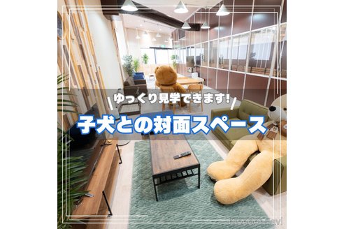 成約済の埼玉県のチワプー:チワワ×トイプードル-360453の12枚目