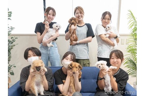 成約済の埼玉県のチワプー:チワワ×トイプードル-360453の13枚目