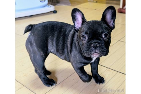 成約済の愛媛県のフレンチブルドッグ-348949の17枚目