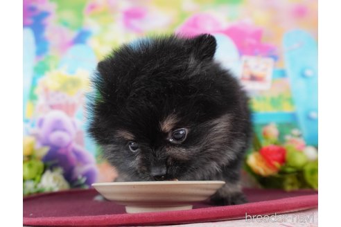 成約済の群馬県のポメラニアン-360779の4枚目
