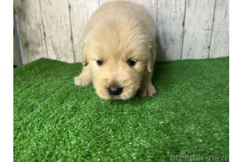 成約済の三重県のゴールデンレトリーバー-356254の2枚目