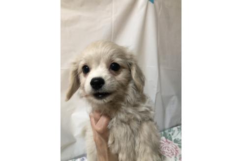 成約済の栃木県のミックス犬-358107の2枚目