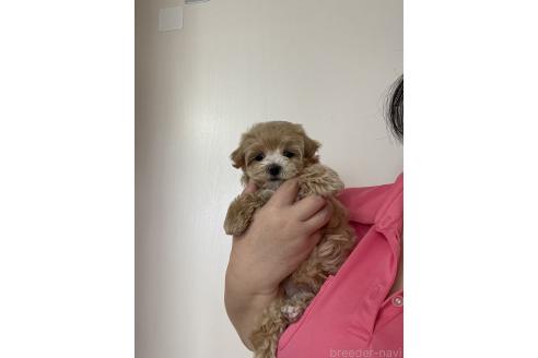 成約済の山形県のマルプー:マルチーズ×トイプードル-352963の4枚目
