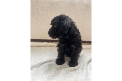 成約済の北海道のミックス犬-354049の7枚目