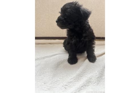成約済の北海道のミックス犬-354049の2枚目