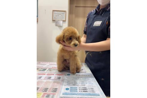 成約済の福岡県のタイニープードル-359074の2枚目