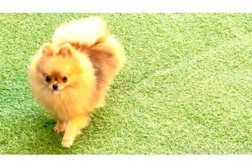 成約済の群馬県のポメラニアン-360273の4枚目