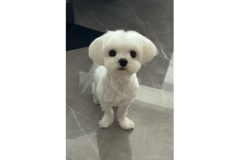 cocoちゃん1枚目