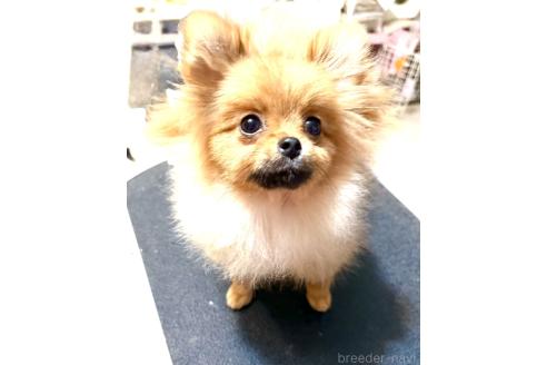 成約済の群馬県のポメラニアン-360277の7枚目