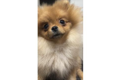 成約済の群馬県のポメラニアン-360277の5枚目