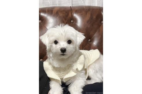 ももちゃん1枚目
