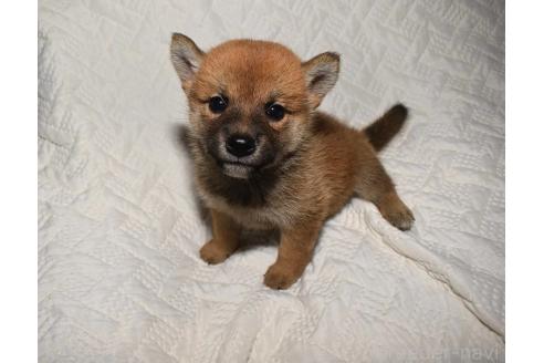 成約済の熊本県の柴犬-360301の5枚目