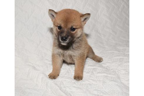 成約済の熊本県の柴犬-360301の3枚目