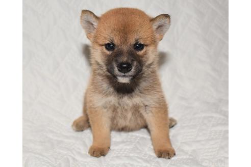 成約済の熊本県の柴犬-360301の2枚目