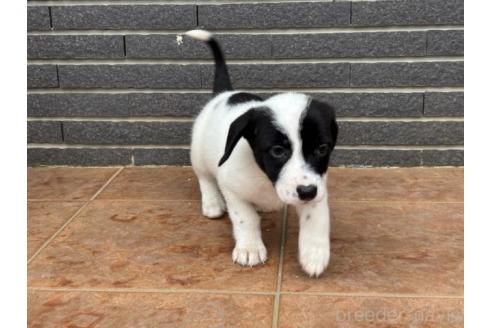 成約済の沖縄県のミックス犬-360361の3枚目