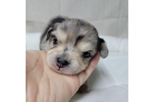 成約済の神奈川県のミックス犬-360222の1枚目