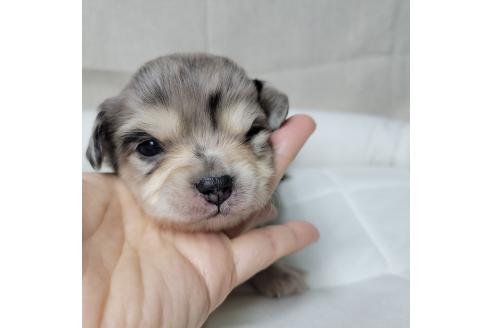 成約済の神奈川県のミックス犬-360222の12枚目