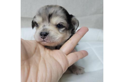 成約済の神奈川県のミックス犬-360222の11枚目