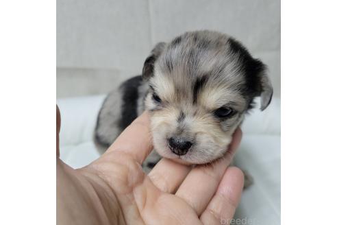 成約済の神奈川県のミックス犬-360222の9枚目
