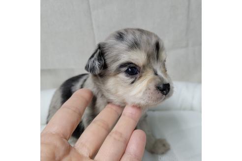 成約済の神奈川県のミックス犬-360222の8枚目