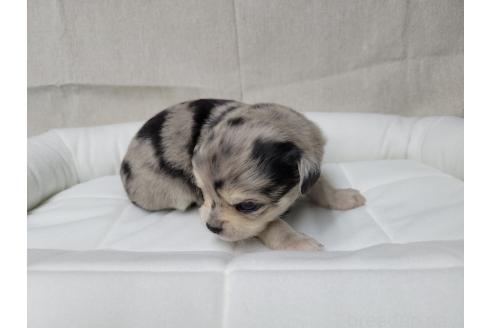成約済の神奈川県のミックス犬-360222の6枚目
