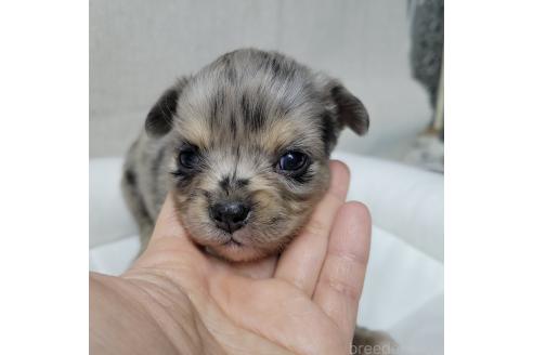 成約済の神奈川県のミックス犬-360223の18枚目