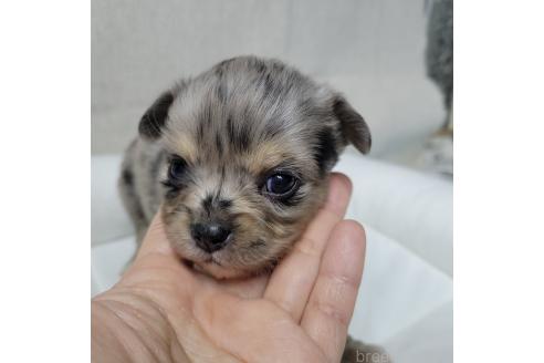 成約済の神奈川県のミックス犬-360223の17枚目