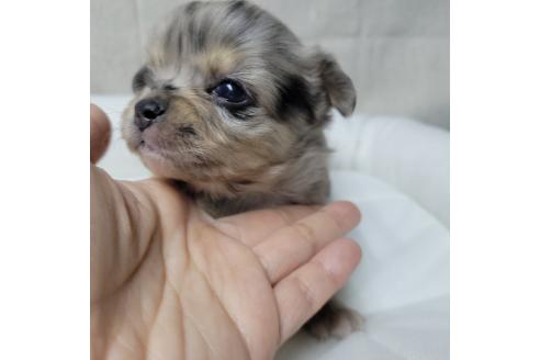 成約済の神奈川県のミックス犬-360223の16枚目