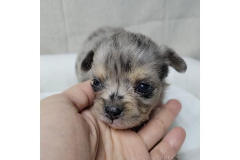 成約済の神奈川県のミックス犬-360223の15枚目