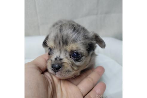 成約済の神奈川県のミックス犬-360223の14枚目