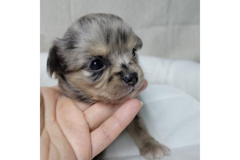 成約済の神奈川県のミックス犬-360223の13枚目