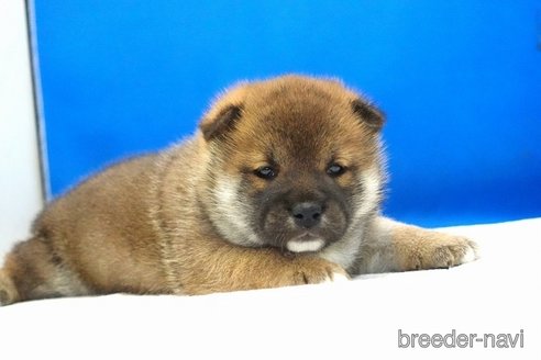 成約済の愛知県の柴犬-360254