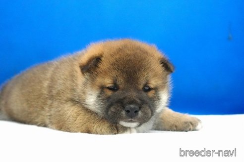 成約済の愛知県の柴犬-360254の4枚目