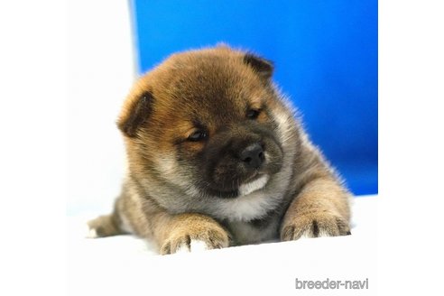 成約済の愛知県の柴犬-360254の3枚目